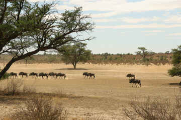 Blue Wildebeest and Brindled Gnu, Kgalagadi