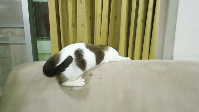 The cat lies on the sofa, damaged by its scratching.