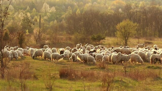 Herd of sheeps grazing on the hill during sunset