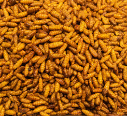 Fried insects , crickets, silkworms, grasshoppers, water bugs and other various insects street food in a local market seen around in Bangkok, Thailand.
