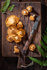 Wild and noble chanterelle mushrooms straight from forest.
