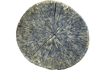 Big tree trunk slice cut from old wood isolated on white background. Textured surface with rings and cracks. Beautiful pattern of annual rings on cut of tree. Close-up. Selective focus.
