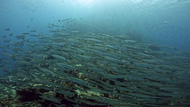 Under water film of a large Barracuda school of fish at sail rock island in southern Thailand - close to the ocean floor passing coral reef