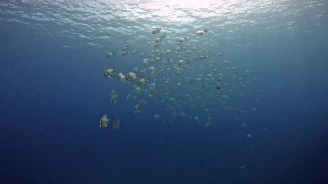 Under water film of very many Bat fish in tropical waters swimming around right below the ocean surface - Sail rock island in Thailand