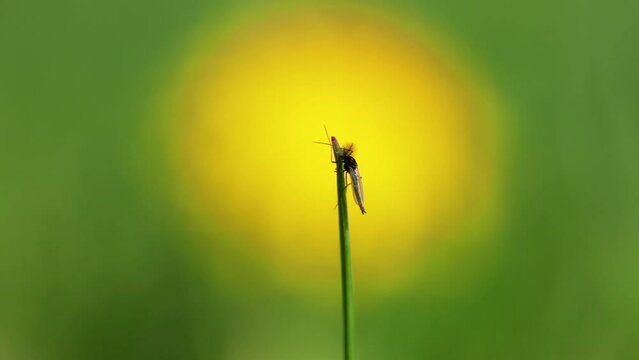 Macro video with an insect sitting on a blade of grass