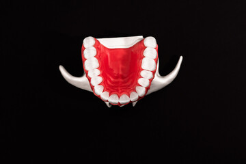 Lower human jaw with teeth anatomy model isolated on black background. Healthy teeth, dental care and orthodontic medical concept.