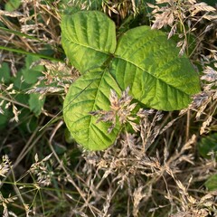 Poison Sumac