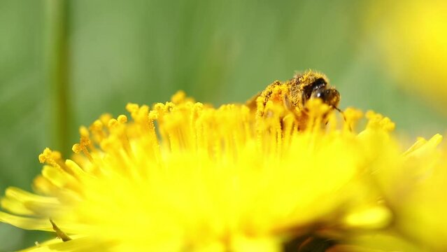 A bee collects pollen from dandelion