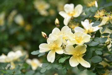 Large yellow rosehip flowers on a bush in summer