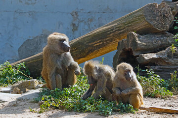 Baboons sit on the ground in the park. Monkey virus.