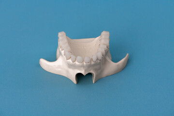 Upper human jaw with teeth anatomy model isolated on blue background. Healthy teeth, dental care and orthodontic medical concept. 