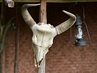 Skull of gaur (Indian bison, Bos gaurus) and a hurricane lamp in front of a hut.