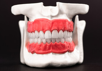 Human jaw with teeth and gums anatomy model isolated on blue background. Healthy teeth, dental care and orthodontic medical healthcare concept