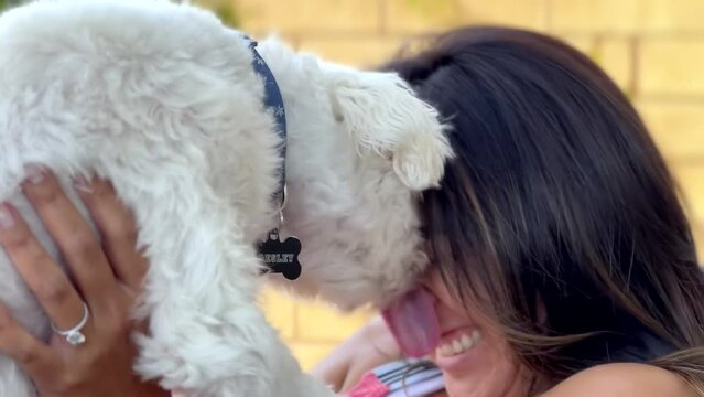Maltese dog loves his Hispanic female owner and licks her face - pet dog affection