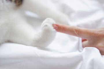 Gray white striped cat's paw and human hand on a white bed background. Friendship of a woman with a...