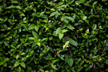 Dense leaves texture on a wall 2