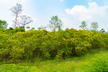 Fototapeta na wymiar Tree Marigold or yellow flowers in national garden park and mountain hills in Mae Hong Son, Thailand. Nature landscape in travel trip and vacation. Thung Bua Tong at Doi Mae U Kho.