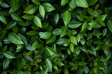 Fototapeta na wymiar Dense leaves texture on a wall, close-up 2