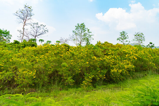 Tree Marigold or yellow flowers in national garden park and mountain hills in Mae Hong Son, Thailand. Nature landscape in travel trip and vacation. Thung Bua Tong at Doi Mae U Kho.