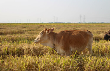 Sideview of a cow