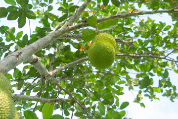 Jackfruit tree in farm. Organic food in Thailand.