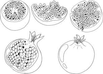 Pomegranate vector illustration on white background. Coloring pages. Vegetarian food drawing. Ripe garnet fruit with seeds . Vector illustration