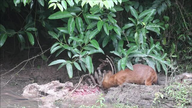 Asian wild dog or Dhole, scientific name is Cuon alpinus, eating a samba deer carcass at a stream at tropical forest during raining, Khao Yai National Park, Thailand.