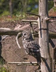 Owl sits on a pole in a park a sunny summer day in Stockholm