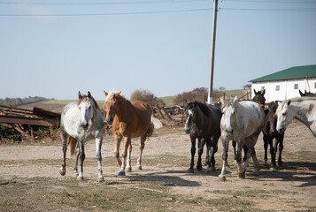 Obraz premium Herd of horses