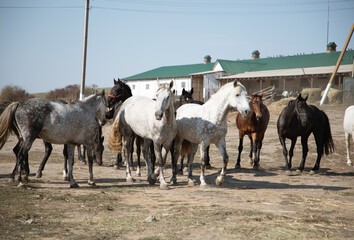 Obraz premium Herd of horses