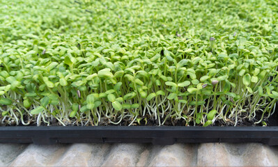 Bean sprout seeding in farm. Organic Food. vegetable