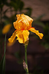 Singe Yellow Iris 14718