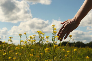 Yellow field grass and young man left hand. Photo was taken 15 June 2022 year, MSK time in Russia.