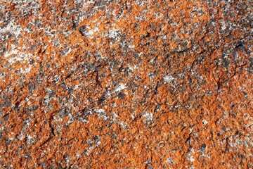 close picture of the red rock from the bay of fires in Tasmania. This orange hue of the rocks comes from lichens, a combination of algae and fungus that live together in a symbiotic relationship.