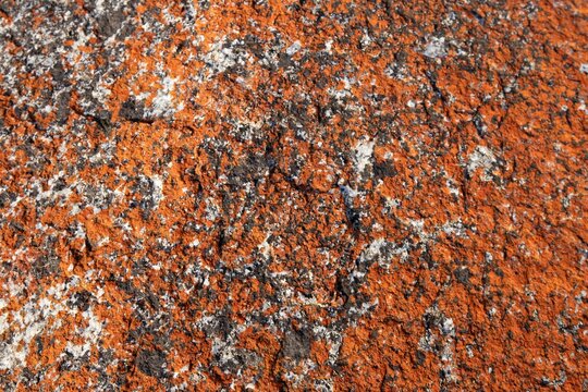close picture of the red rock from the bay of fires in Tasmania. This orange hue of the rocks comes from lichens, a combination of algae and fungus that live together in a symbiotic relationship.