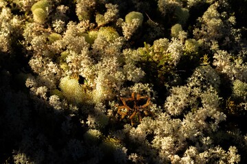 coral moss in a the beautiful forest in tasmania ( blue tier reserve forest )