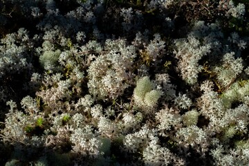 Fototapeta na wymiar coral moss in a the beautiful forest in tasmania ( blue tier reserve forest )