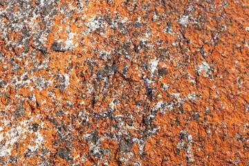 close picture of the red rock from the bay of fires in Tasmania. This orange hue of the rocks comes...