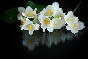 Fototapeta na wymiar Branch of blooming fragrant white jasmine flowers