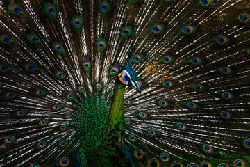 Obraz premium peacock with feathers