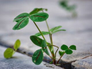 Macro - The Little Clover Grows Strong