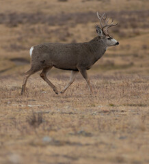 Fototapeta premium Mule deer buck walking