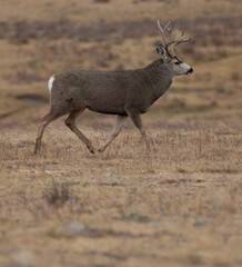 Mule deer buck walking