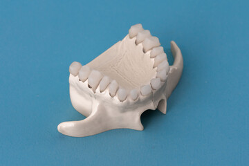 Upper human jaw with teeth anatomy model isolated on blue background. Healthy teeth, dental care and orthodontic medical concept. 