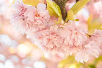 Sakura. Cherry blossom in springtime. Beautiful pink flowers