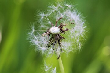 dandelion seed head