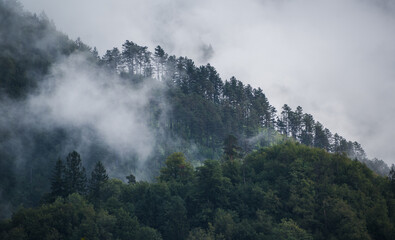 Gloomy forest covered with mist