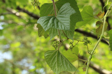 青空と青葉の下、エビヅルの葉と茎と絡みながら伸びている蔓と咲き始めの花のコラボレーション。アップ画像