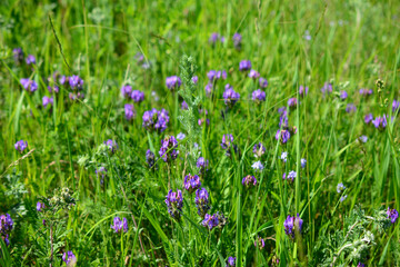 Obraz na płótnie Canvas wild purple flowers in grass on summer meadow, close-up