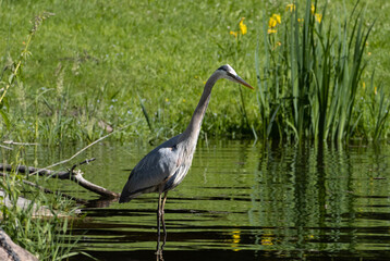 great blue heron
